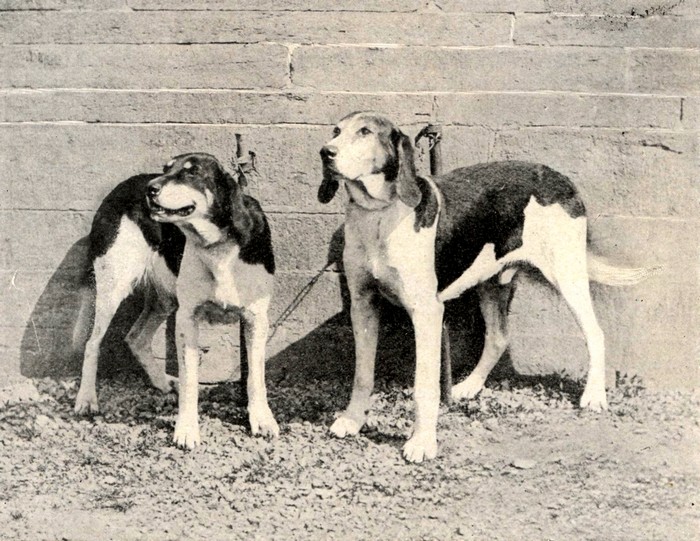 Torpille et Sobriquet, chiens Levesque - BnF (Gallica)